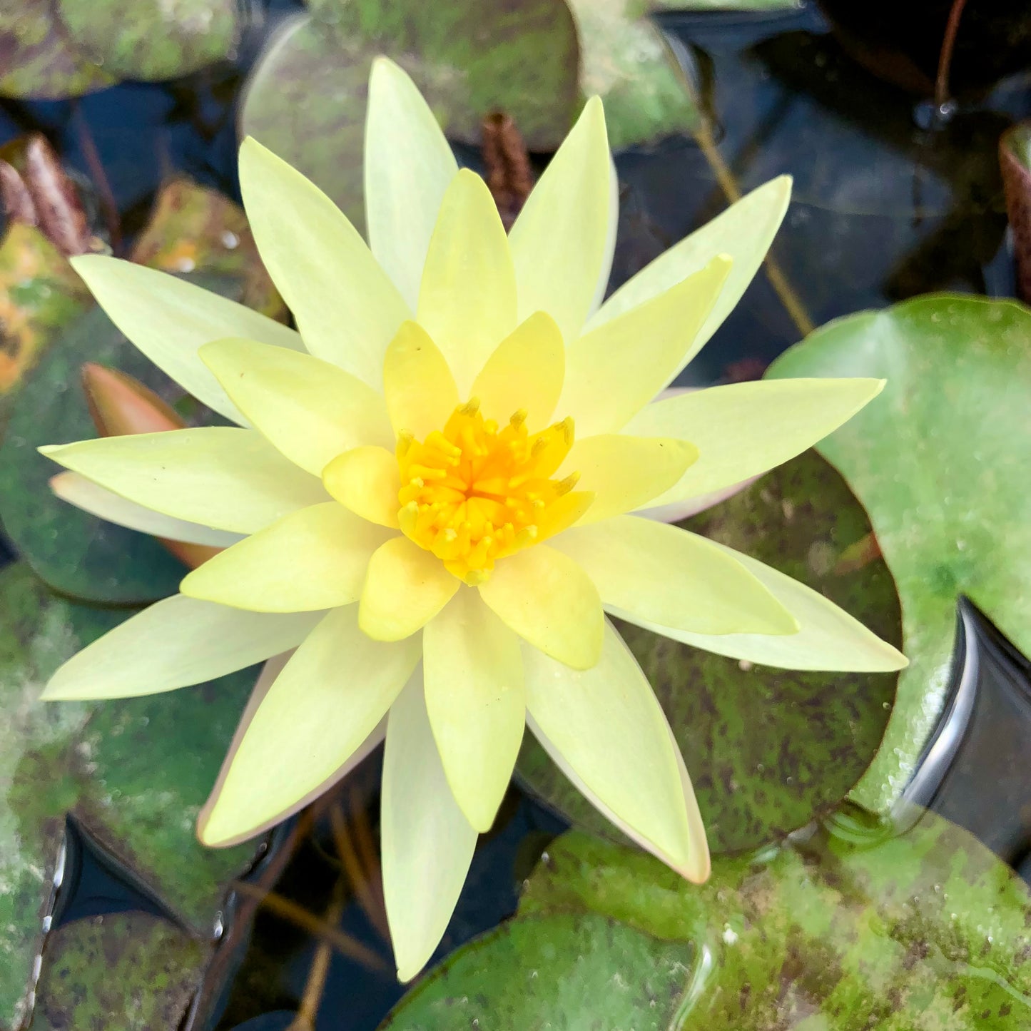 Odorata Sulphurea Waterlily