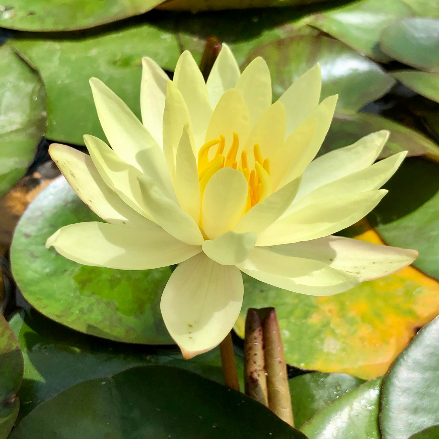 Odorata Sulphurea Waterlily