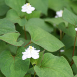 Orange Peel Plant | Houttuynia cordata 'Plena'