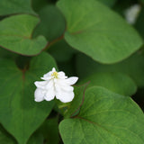 Orange Peel Plant | Houttuynia cordata 'Plena'