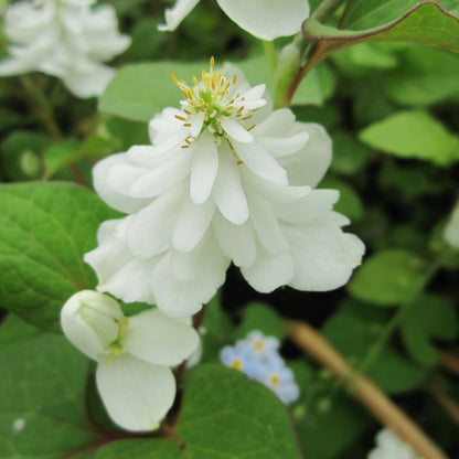 Orange Peel Plant | Houttuynia cordata 'Plena'