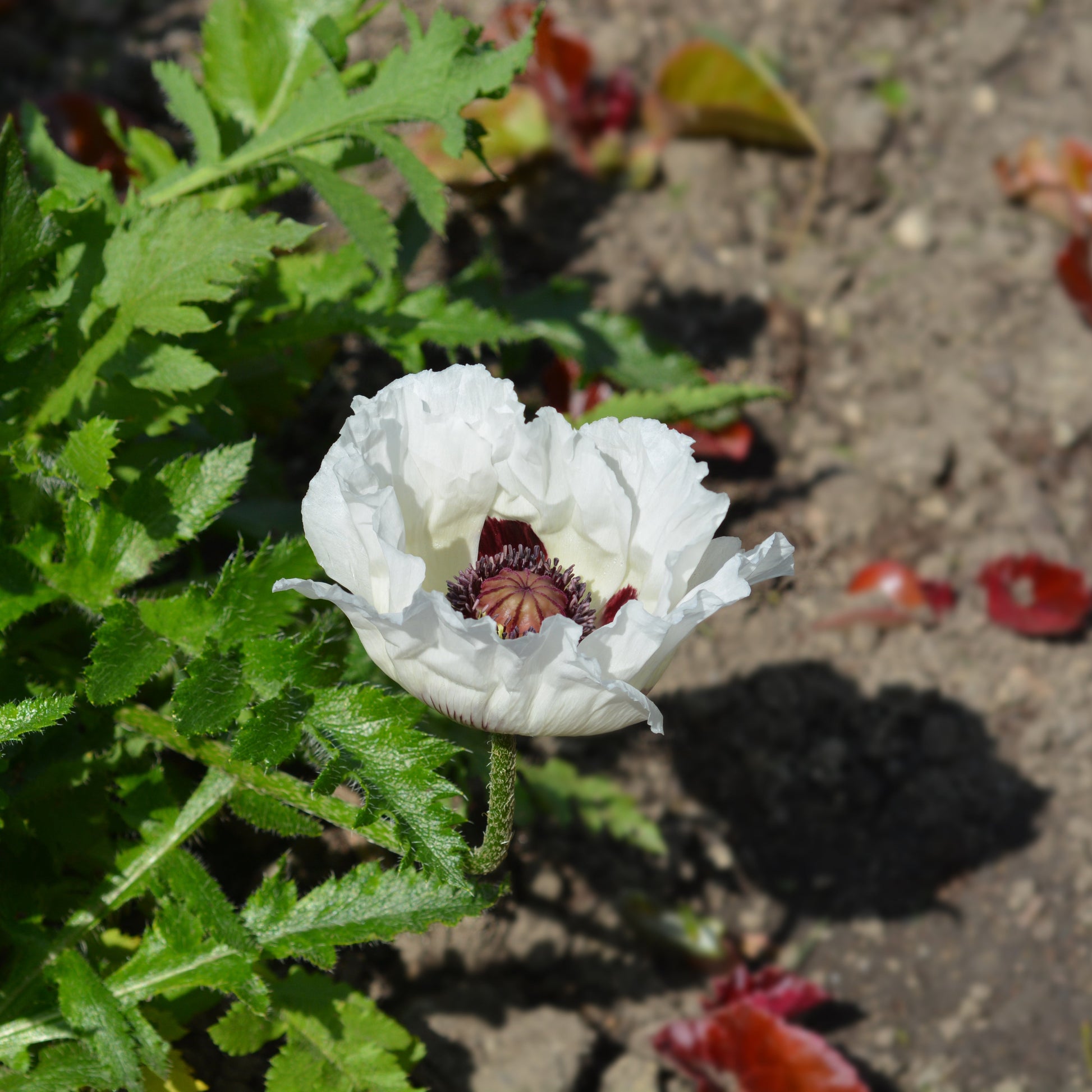 Poppy - Royal Wedding - White Flower - Plants for Ponds