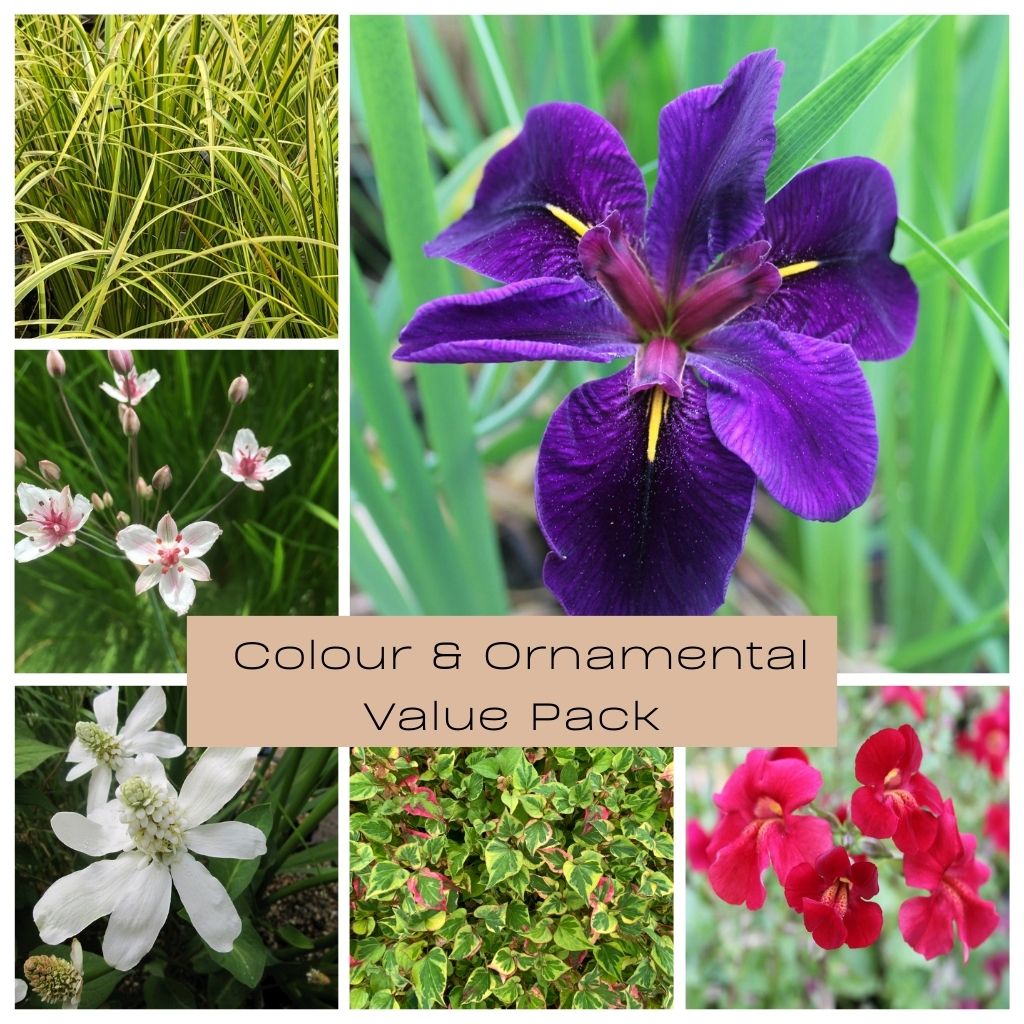 Colour and Ornamental Value Pack