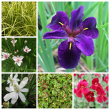 Colour and Ornamental Value Pack