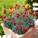 Dianthus Scent Collection