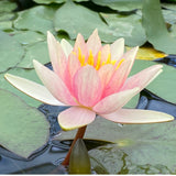 Paul Hariot Waterlily