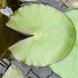 Paul Hariot Waterlily