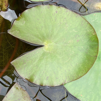 Paul Hariot Waterlily