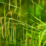 Pendulous Sedge | Carex pendula