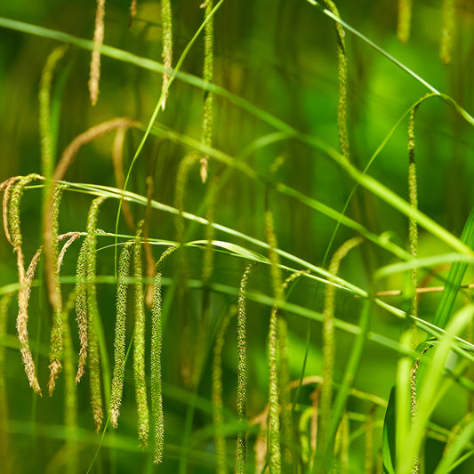 Pendulous Sedge-(Carex pendula)