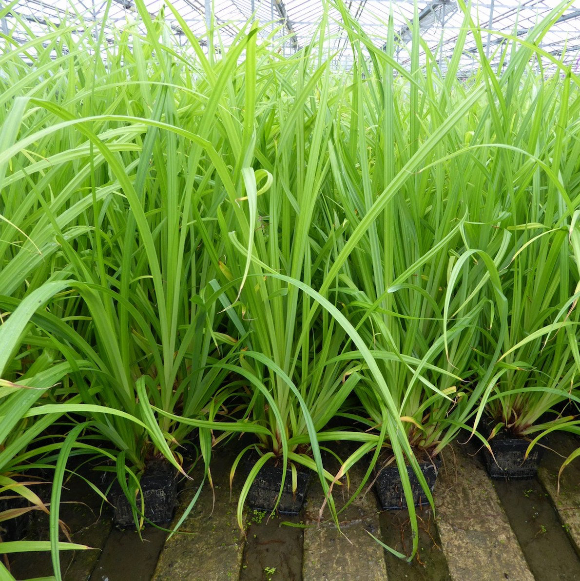 Pendulous Sedge-(Carex pendula)