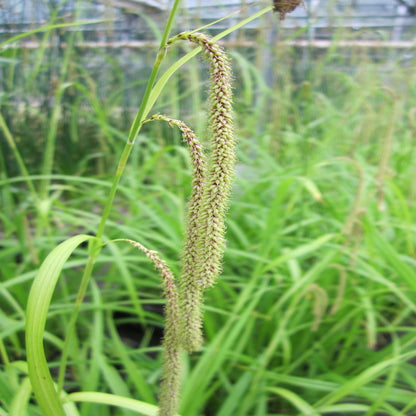 Pendulous Sedge | Carex pendula