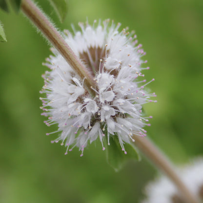 Pennyroyal-(Mentha pulegium)