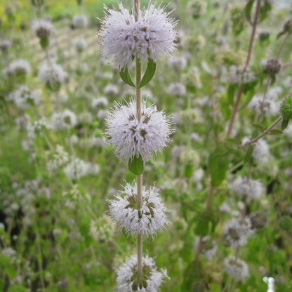 Pennyroyal-(Mentha pulegium)