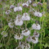 Pennyroyal | Mentha pulegium