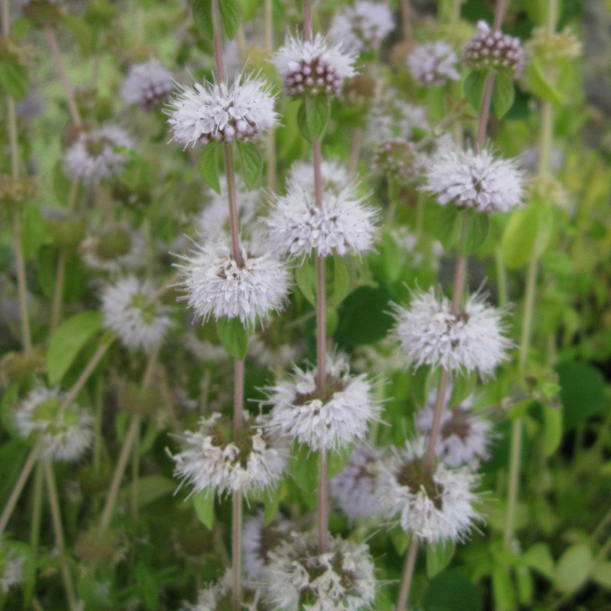 Pennyroyal-(Mentha pulegium)