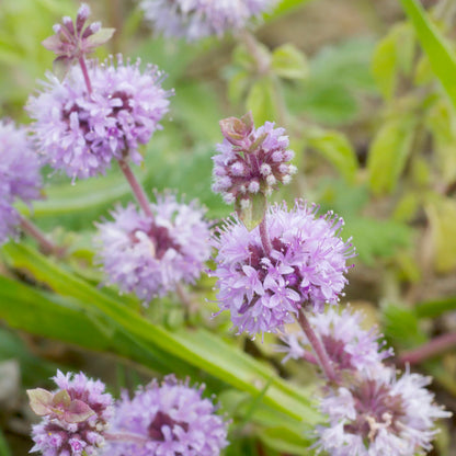 Pennyroyal_Mentha_pulegium - Lilac Flowers - Plants for Ponds