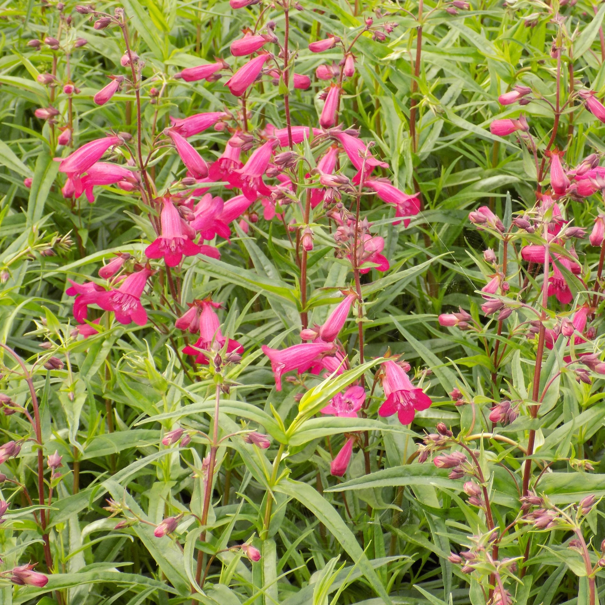 Penstemon Garnet - Pink Flower Perennial - Plants for Ponds