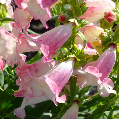 Penstemon Phoenix Appleblossom Flowers - Plants for Ponds