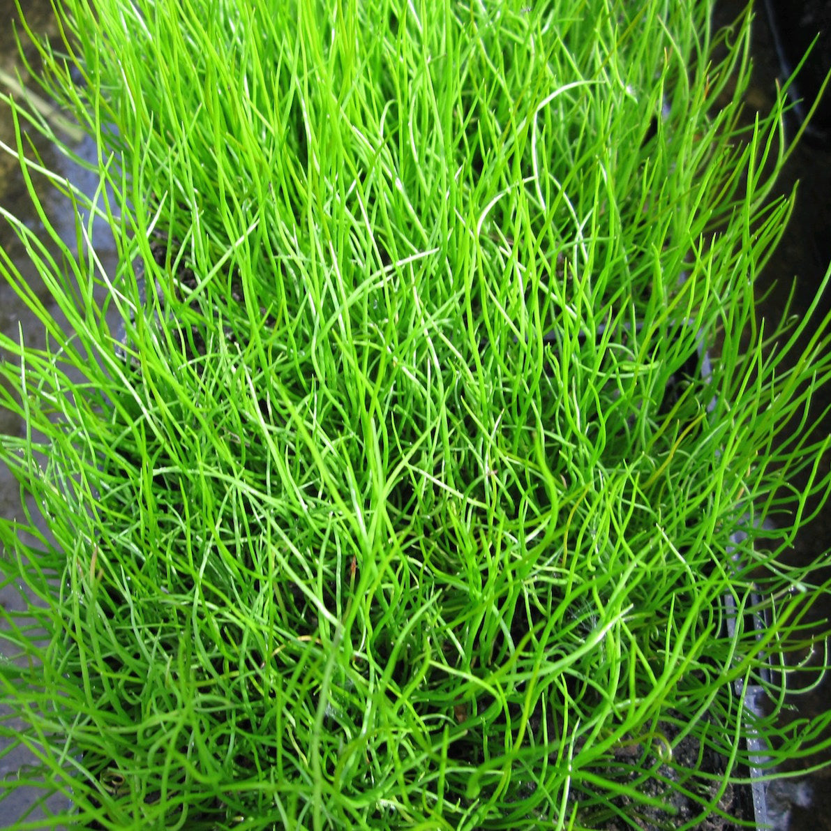 Pepper Grass-(Pilularia globulifera)