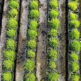 Pepper Grass | Pilularia globulifera