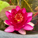 Perry's Baby Red Waterlily