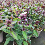 Late Summer Flowers Collection