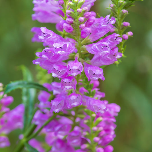 Physostegia_virginiana_obedient_plant - Pink Plant - Plants for Ponds