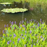 Pickerel Weed | Pontederia cordata