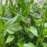 Pickerel Weed | Pontederia cordata