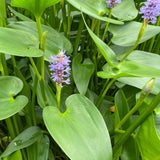 Pickerel Weed | Pontederia cordata