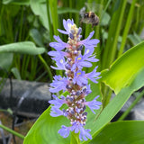 Pickerel Weed | Pontederia cordata