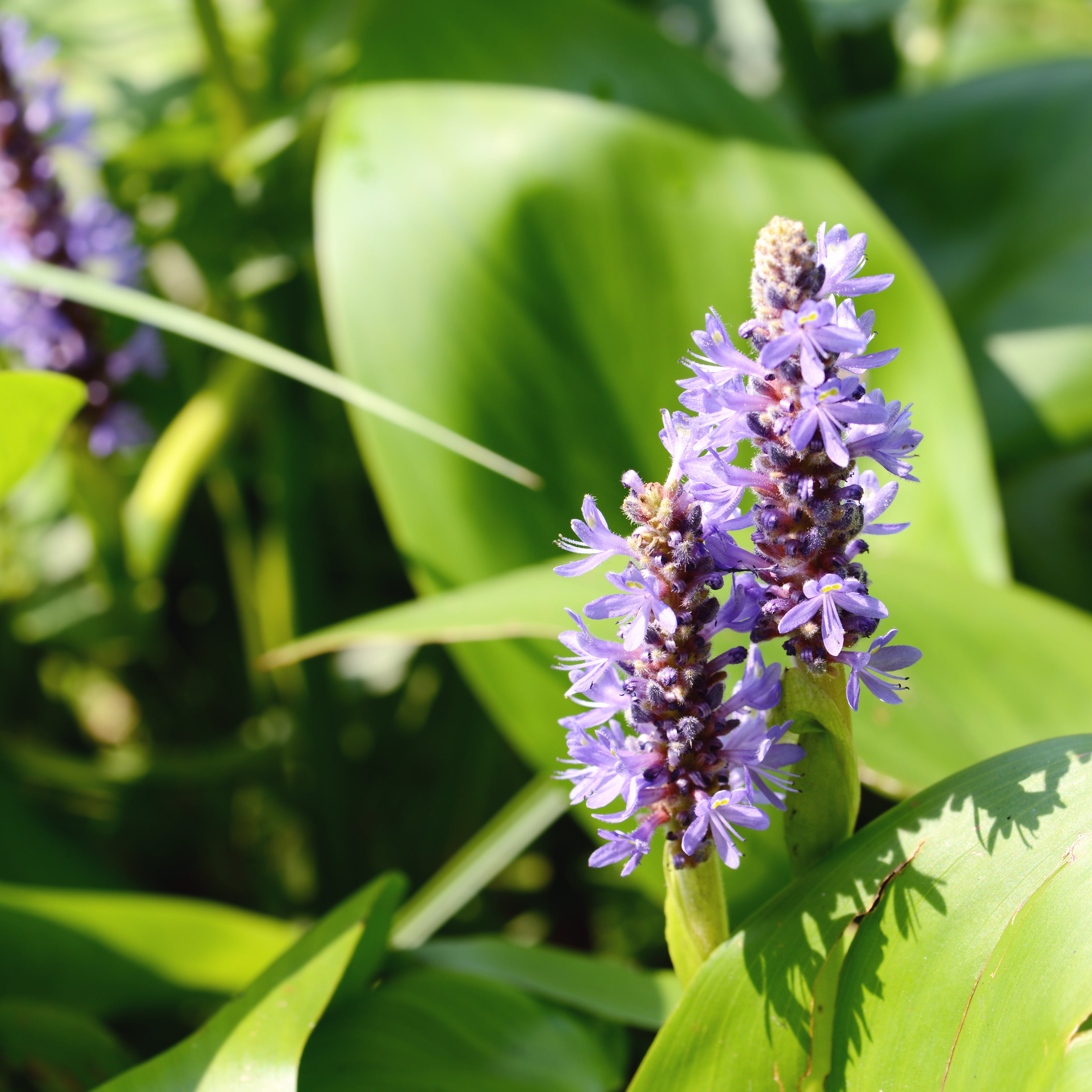 Pickerel Weed is a Pond Plant, that produces lilac flower spikes, loved by bees