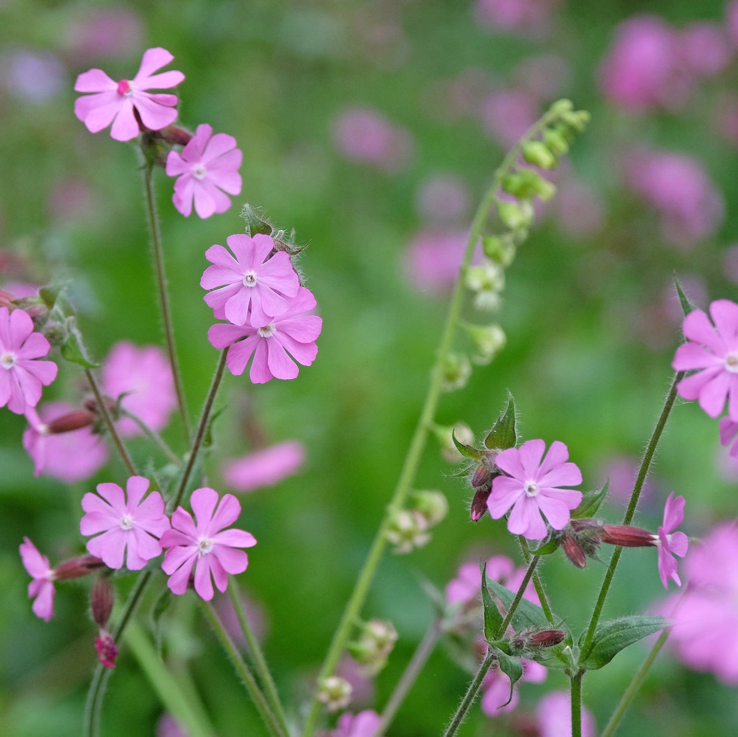 Silene (Campion) - Pink Flower Perennial - Plants for Ponds