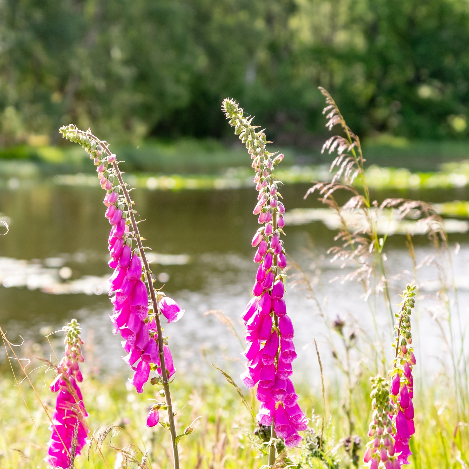 Digitalis (Pink Foxglove) by Pond - Plants for Ponds