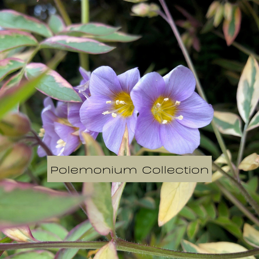 Polemonium Collection | Elegant, Fragrant, Vibrant