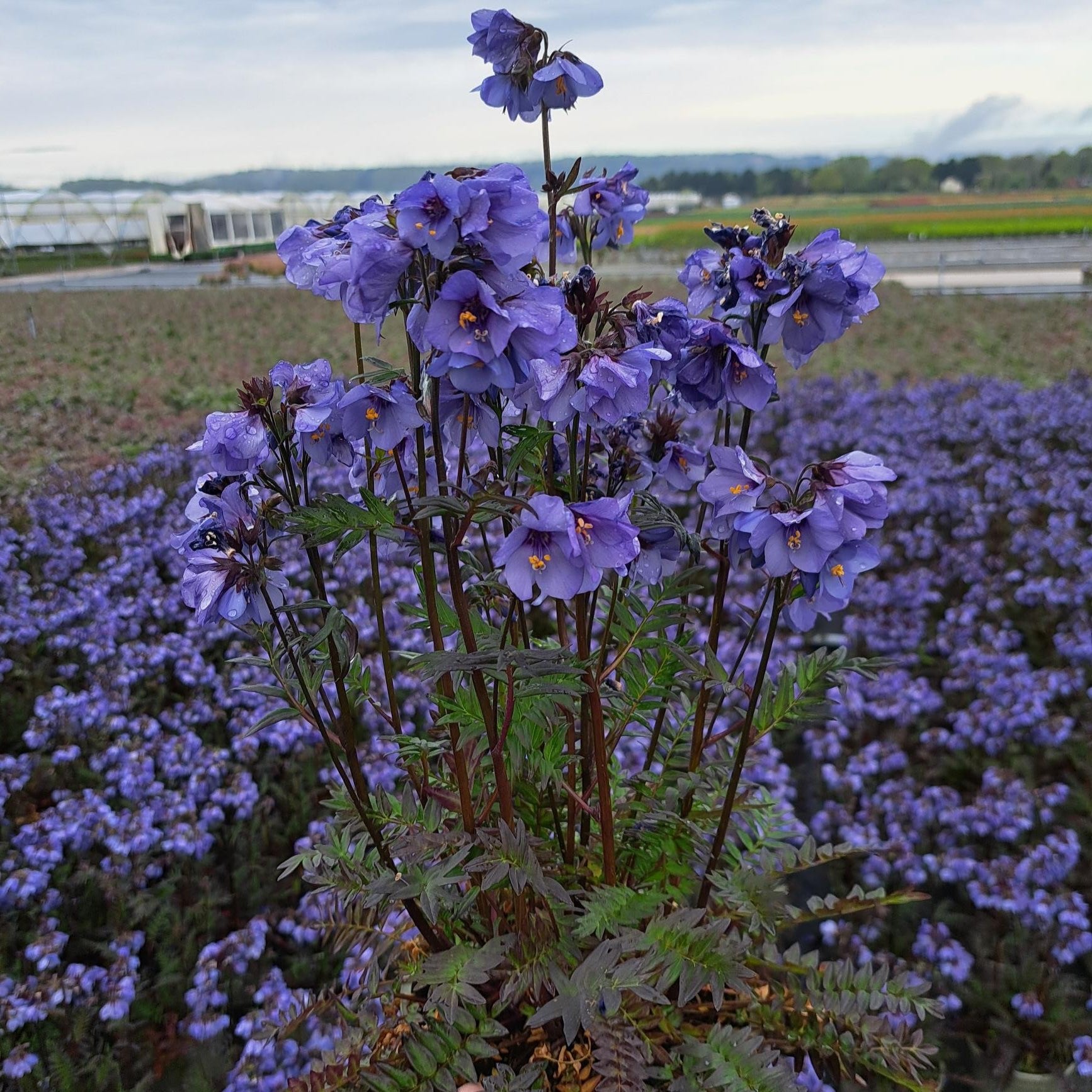 Polemonium Purple Flower - Plants for Ponds