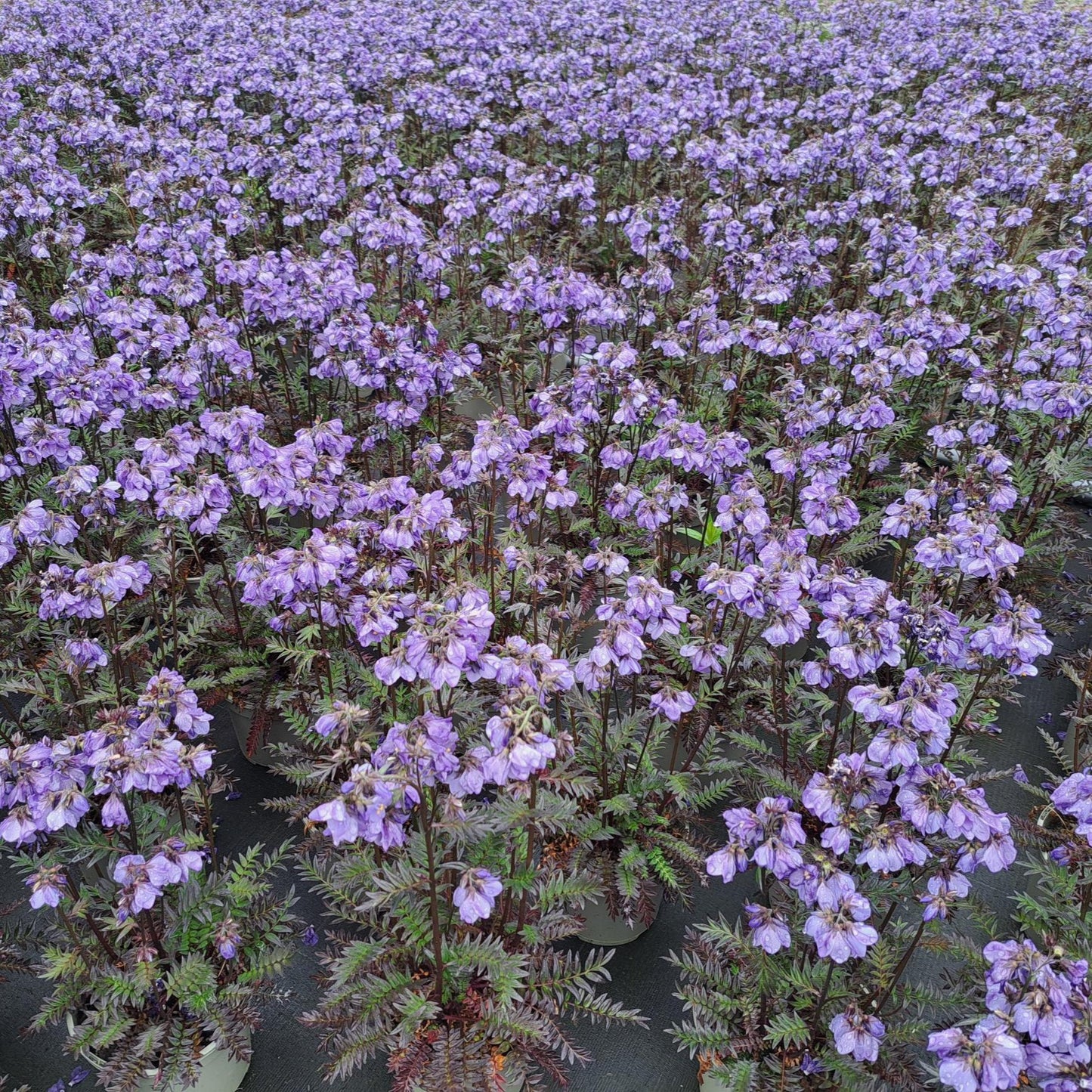 Blue Polemonium Flower - Plants for Ponds