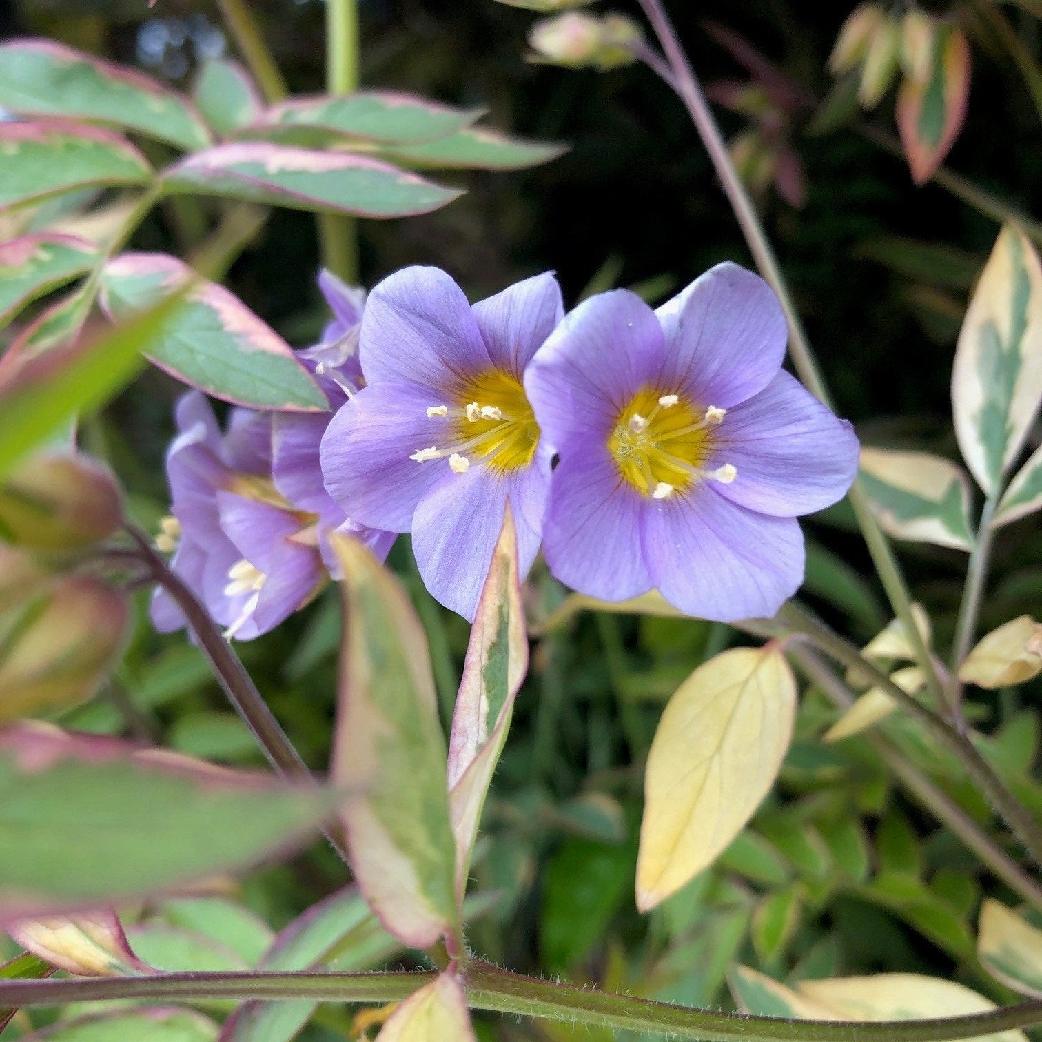 Golden Feathers Polemonium - Plants for Ponds