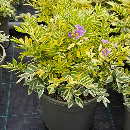 Polemonium Golden Feathers 3 litre - Plants for Ponds