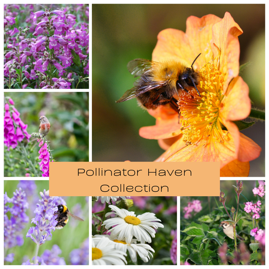 Plants loved by pollinators, geum with bee, foxgloveswith bird, lavender with bee, daisy