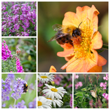 Pollinator Haven Garden Collection