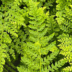 Fern - Polystichum-Herrenhausen - Part of the Fern Collection, Plants for Ponds