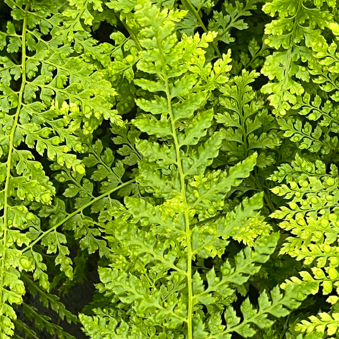 Fern - Polystichum-Herrenhausen - Part of the Fern Collection, Plants for Ponds