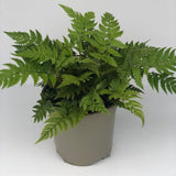 Fern - Polystichum-Rigens - Part of Fern Collection - Plants for Ponds