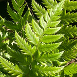 Fern - Polystichum-Rigens - Part of Fern Collection - Plants for Ponds