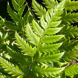 Fern - Polystichum-Rigens - Part of Fern Collection - Plants for Ponds