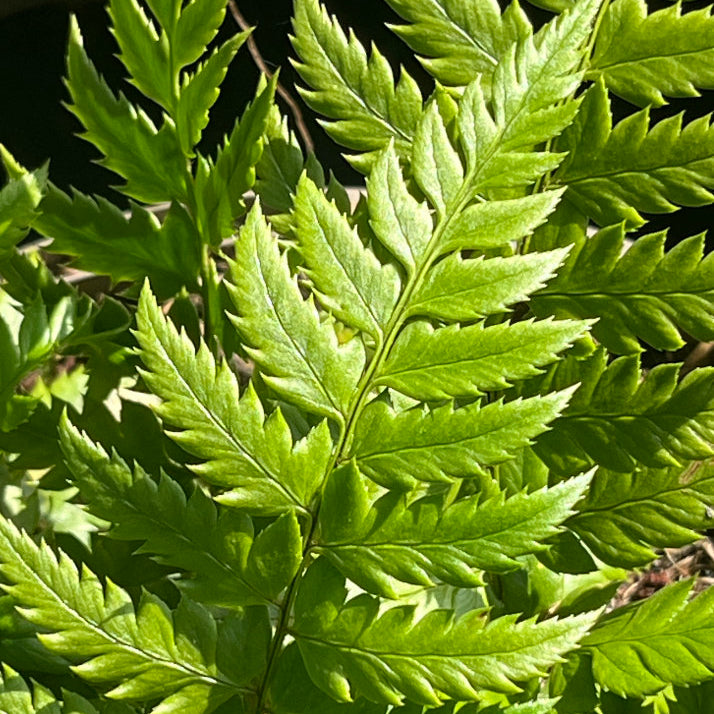 Fern - Polystichum-Rigens - Part of Fern Collection - Plants for Ponds