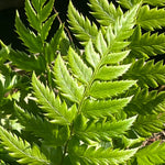 Fern - Polystichum-Rigens- Part of the Fern Collection, Plants for Ponds