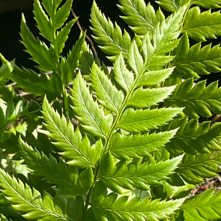 Fern - Polystichum-Rigens- Part of the Fern Collection, Plants for Ponds
